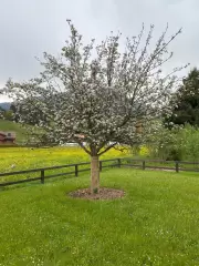 202252 Chalet Gstaad Bild 4